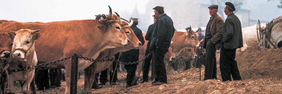 TRADITION - Sur le champ de foire - Aumont-Aubrac - Lozère - Languedoc - Roussillon - Les Regards de Francis Debaisieux - 0902